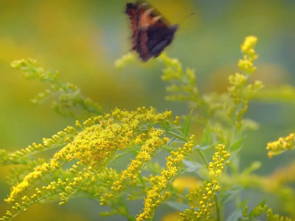 Preview thumbnail for video 'Ten Fun Facts About Butterflies