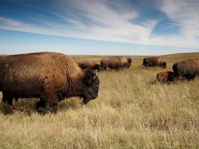 Bison were nearly hunted to extinction but are now thriving in several national parks, including Theodore Roosevelt National Park in North Dakota.