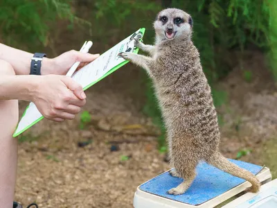 A zoo employee weighs a meerkat during the annual weigh-in.