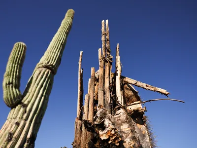 In the extreme heat of summer 2023, saguaro cactuses died in Arizona.