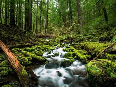 A creek runs by moss-covered rocks not far From Sol Duc Falls in Olympic National Park. Researchers have found that listening to natural sounds like running water may benefit human health.