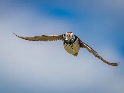 Seabirds, such as puffins, have a well-earned reputation as sentinels of change in marine environments.