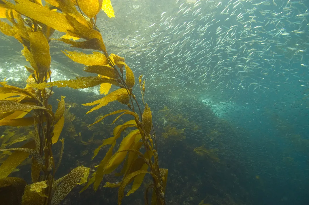 Underwater photo of large strands of yellow  kelp, with hundreds of small sardines swimming nearby