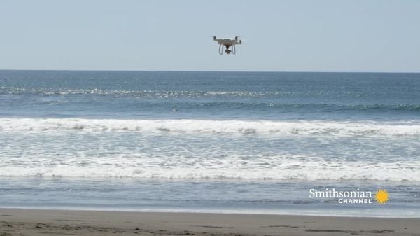 Preview thumbnail for Drones Now Play an Active Role in Sea Turtle Census