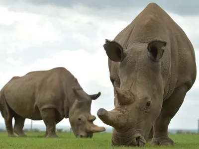 Female northern white rhinos Najin and Fatu are the last of their species and reside at the Ol Pejeta Conservancy in Kenya.