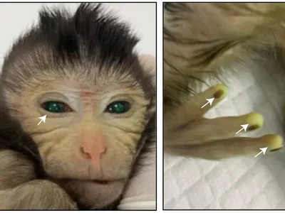 The monkey &quot;chimera&quot; with two sets of DNA at three days old. Some body parts appear tinted green, because the researchers marked the transplanted cells with fluorescent dye to trace what parts they developed into.