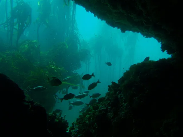Kelp cultivated in underwater forests could help curb climate change, both because of the carbon these forests capture and because products made from kelp can reduce carbon emissions.