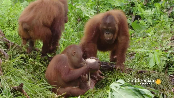 Preview thumbnail for Most Watched Orangutan Jungle School Videos