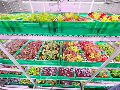 Vertical farming can produce as much as traditional farming while using less water and less energy&mdash;if executed correctly.