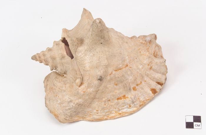A shell cut to extract conch meat