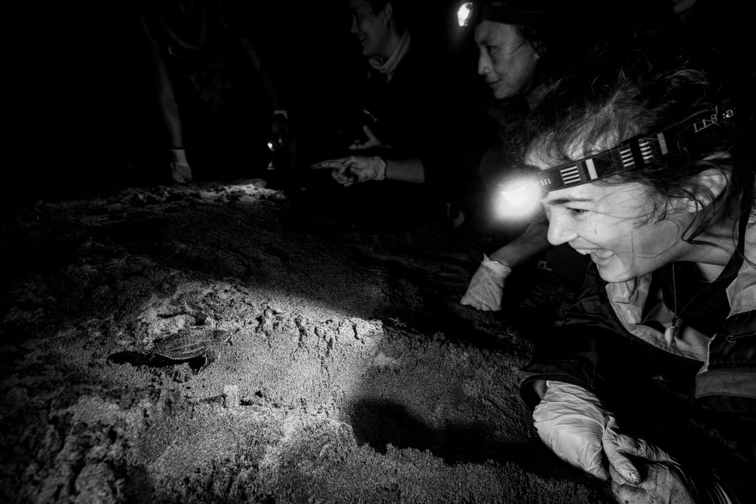 Veelenturf watches with delight as a hatchling heads to the sea. Her headlamp is switched to red light to avoid disturbing the turtles’ biorhythms.