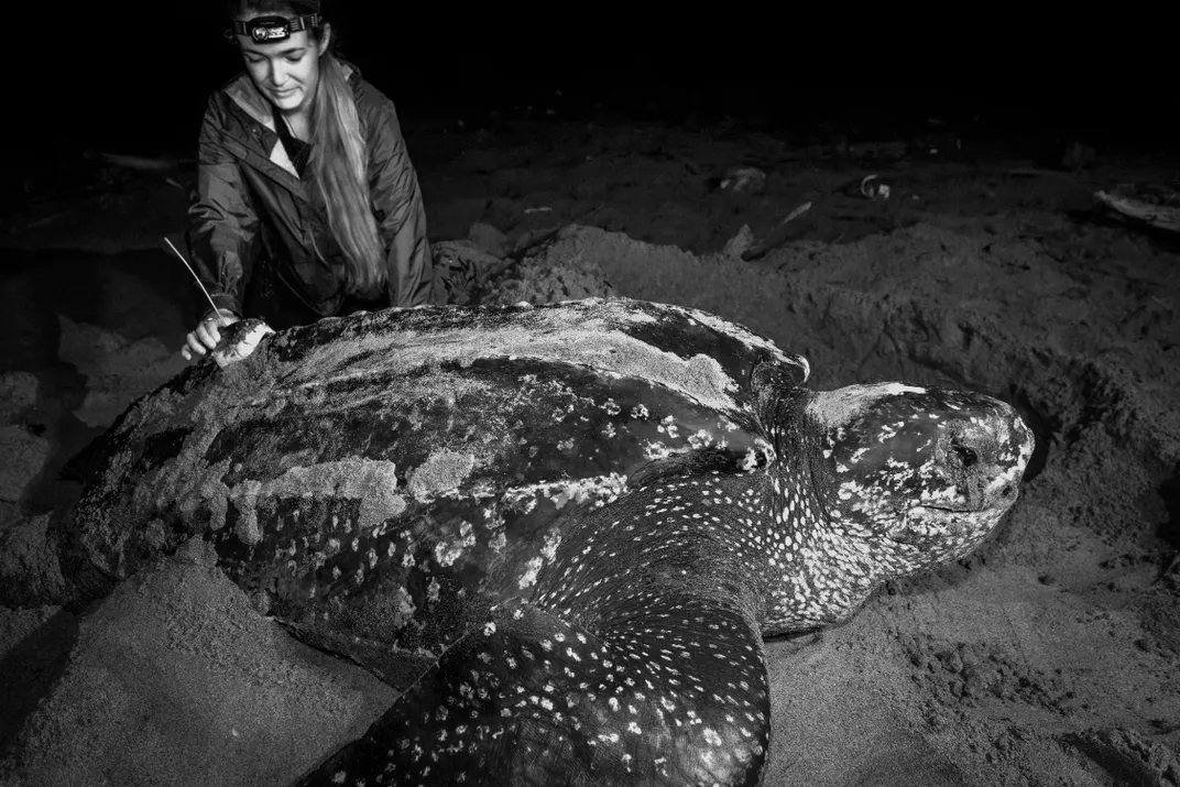 Callie Veelenturf conducts a "wiggle test" to confirm the attached satellite tag is sitting right as a leatherback sea turtle completes nesting.