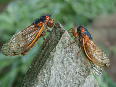 This spring, Brood XIII and Brood XIX&nbsp;of periodical cicadas will emerge together for the first time since 1803.