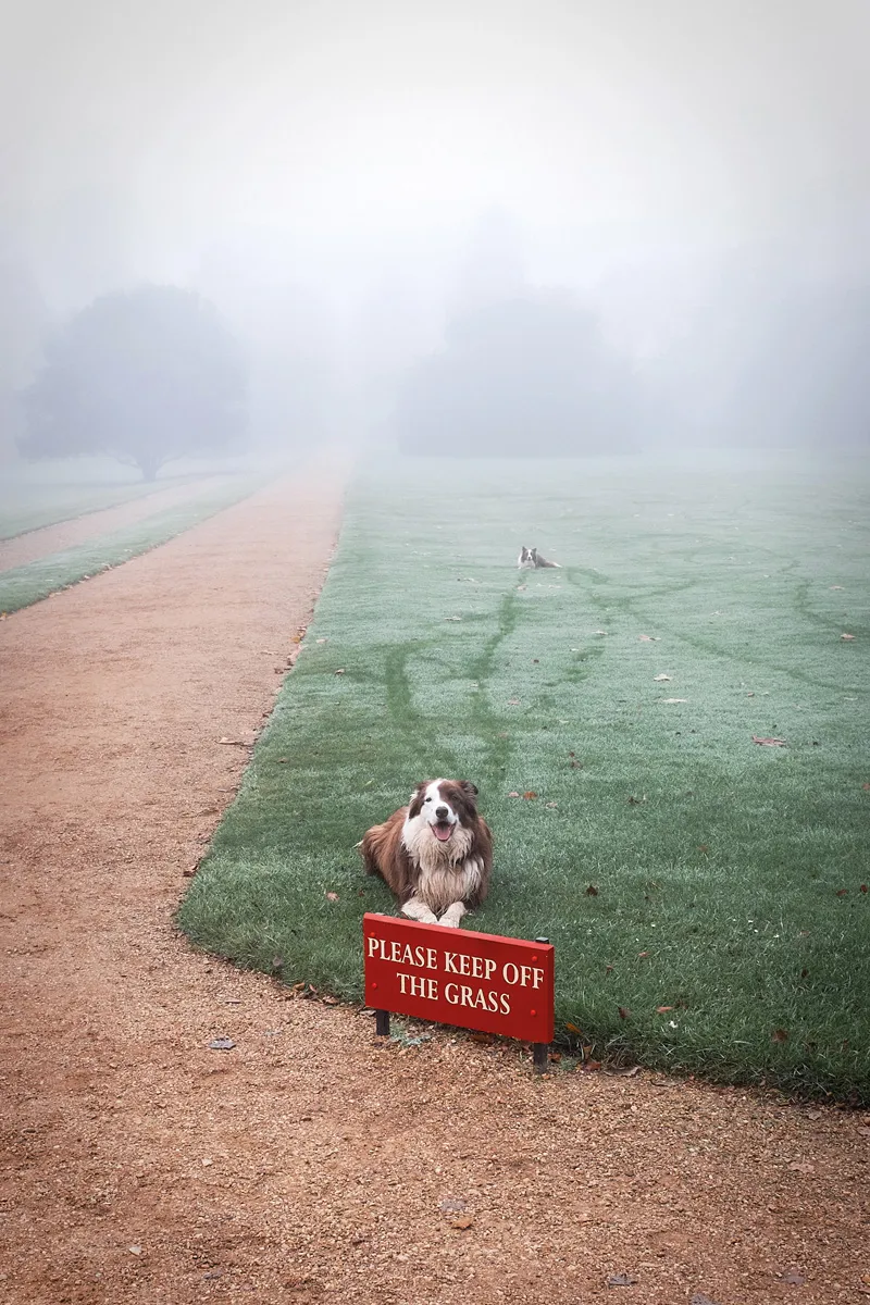 A dog on the grass