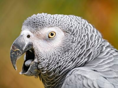 African gray parrots are highly intelligent birds that can learn to closely mimic human voices.