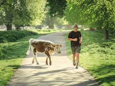 A jogger passing a cow