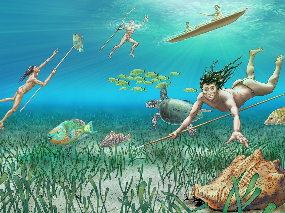 An illustration of Lucayan divers spearfishing for parrotfish, turtles and conch