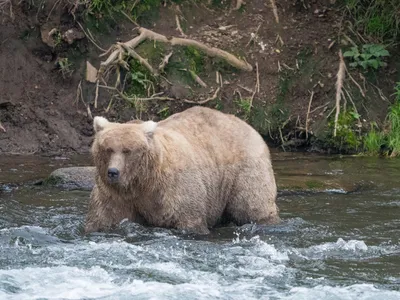Grazer, also known as 128 Grazer, stands in a river in September 2023, after bulking up for hibernation.