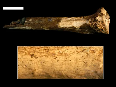 Smithsonian National Museum of Natural History paleoanthropologist Briana Pobiner came across this hominin tibia in Kenya&rsquo;s Nairobi National Museum. The magnified area shows cut marks.
