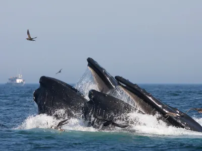 A humpback whale feeds on sand lance in the Stellwagen Bank National Marine Sanctuary.