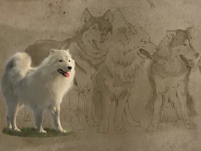 A white, fluffy dog stands in front of a brown mural with other dogs