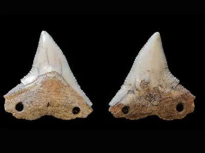 Both sides of a shark tooth from Rio do Meio, an artifact which may have been used as a cutting tool. Archaeologists think it was bound to a wooden shaft by cord, strung through the drilled holes.