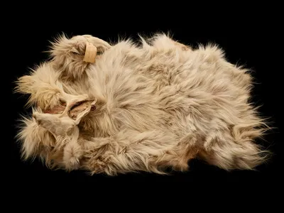The 160-year-old pelt of the woolly dog Mutton in the Smithsonian&rsquo;s collection