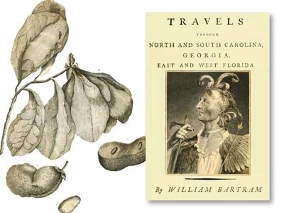 Left, Bartram&rsquo;s illustration of Annona grandiflora, a member of the pawpaw family, which appeared in the naturalist&rsquo;s 1791 Travels, right.