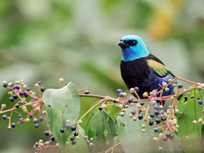 A blue-necked tanager shows off its magnificent navy blue plumage and smooth turquoise head on a branch of a coffee tree.