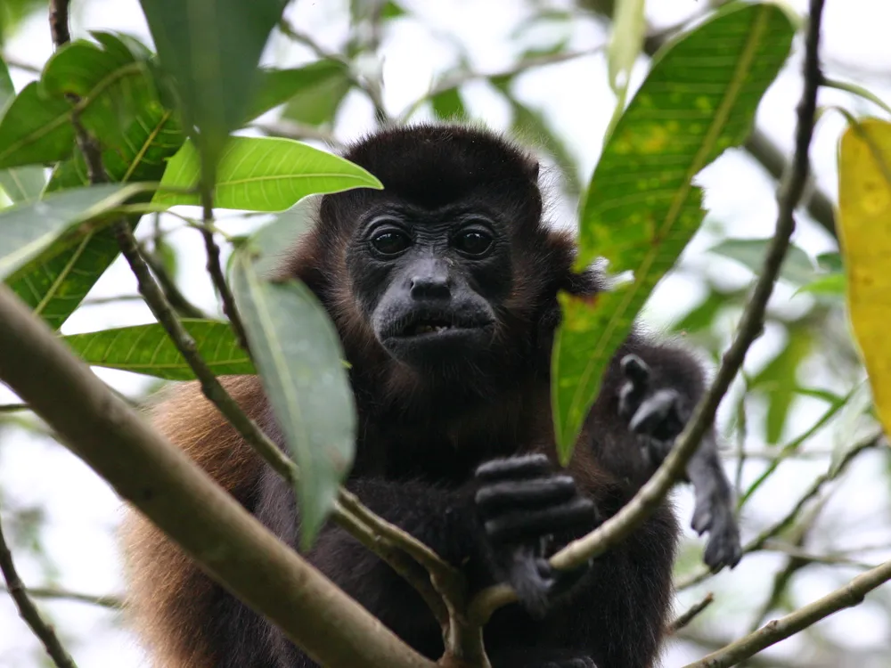 Black monkey perches in a tree staring directly at camera