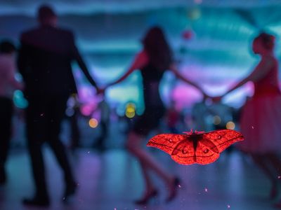 An oak peacock moth lands on a window behind dancing wedding guests, illuminated in red light. This photograph won the category for butterflies and dragonflies.