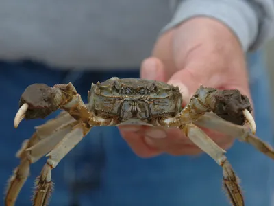 A Chinese mitten crab found in Chesapeake Beach, Maryland, in 2007. Chinese mitten crabs are most recognizable by their brown, spiny shells and furry “mittened” claws. (Credit: SERC)