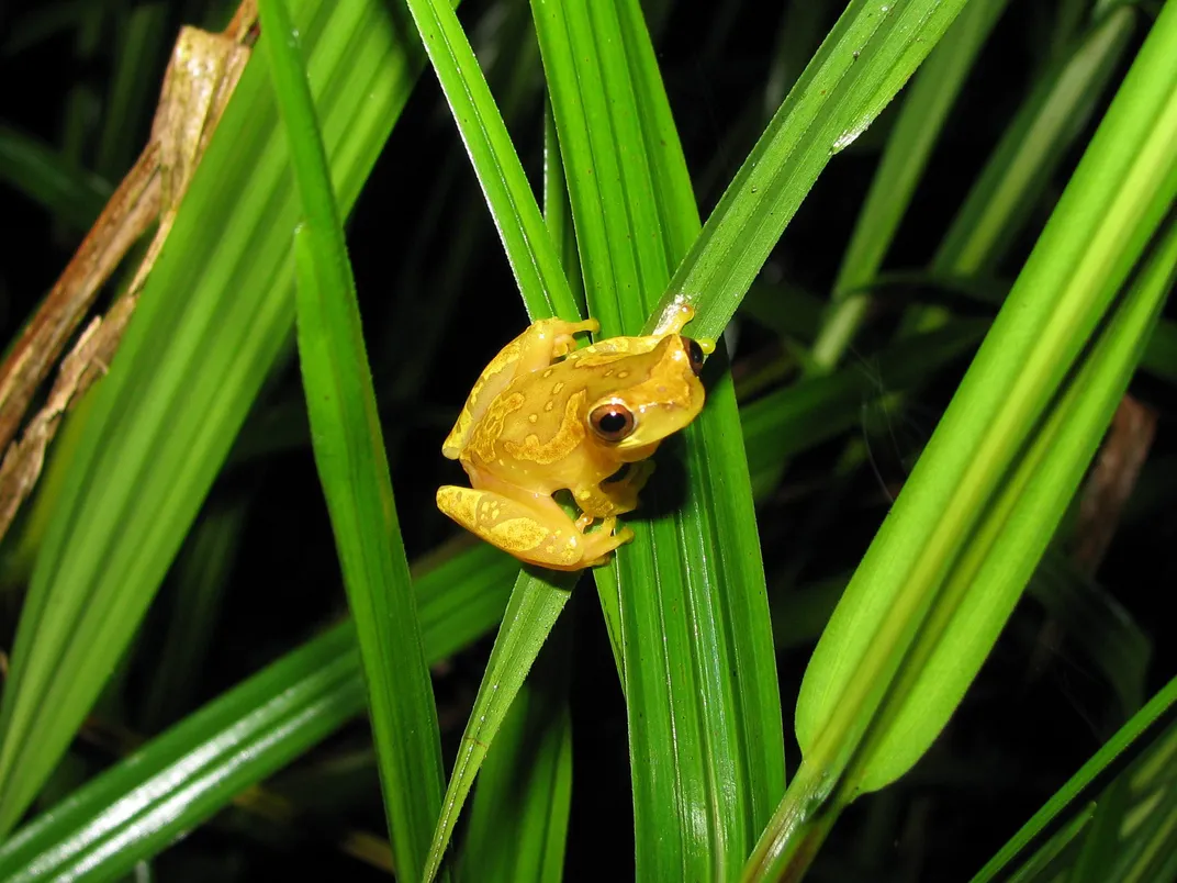 Yellow frog with black eyes sits on crisscrossing strands of bright green plants