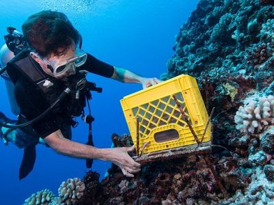 Chris Meyer, a marine invertebrate zoologist at the Smithsonian’s National Museum of Natural History, dives around French Polynesia with equipment used to track coral reef health.