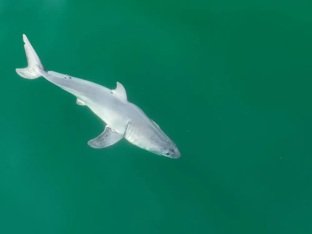 a newborn white shark swimming in blue-green waters