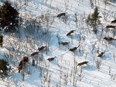 Wolves hunting moose on Isle Royale are a dramatic example of what scientists call co-evolution: two species, such as a predator and its prey, adapting to each other’s adaptations.