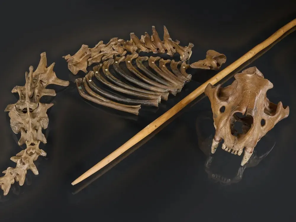 the skeleton of a lion with a spear