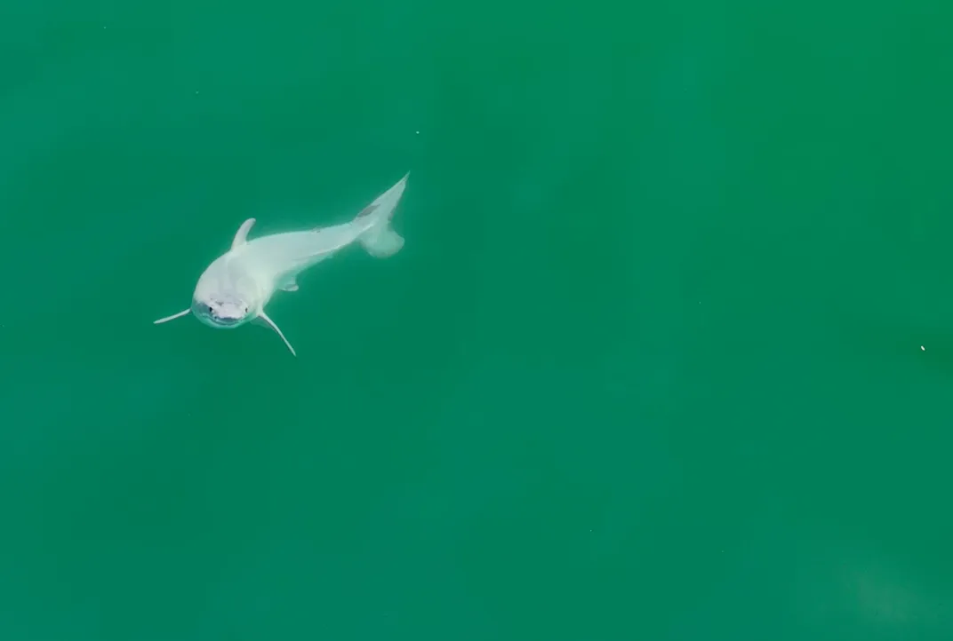 a front view of the shark from above