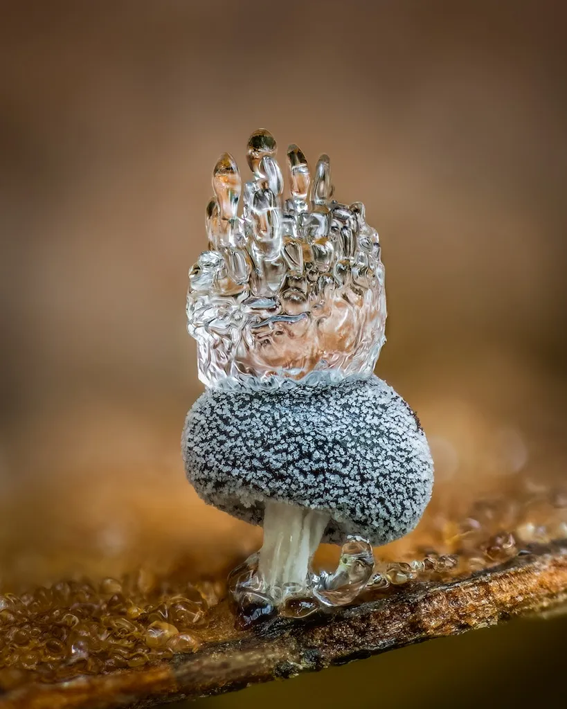 a small, bulb-like fungus atop a leaf, with a spot of ice on top of it that has rising spokes like a crown