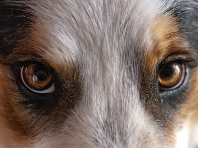 Humans may perceive dogs with dark eyes as younger and more friendly, according to new research.