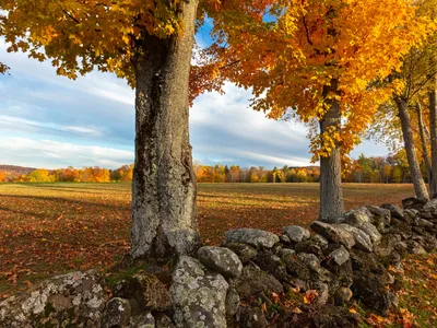 Dividing the estimated length of 240,000 miles of stone wall by the geographic area of the New England heartland yields about six linear miles of stone per square mile of land.