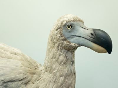 The dodo, now extinct, weighed about 50 pounds, had blue and grey feathers and couldn&#39;t fly.