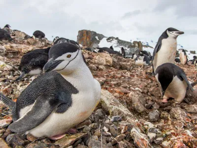 Chinstrap penguins incubate eggs.