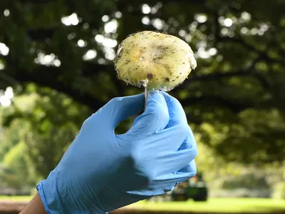 A death cap mushroom, the most poisonous mushroom in the world. Around 90 percent of all mushroom-related fatalities are caused by the fungus.