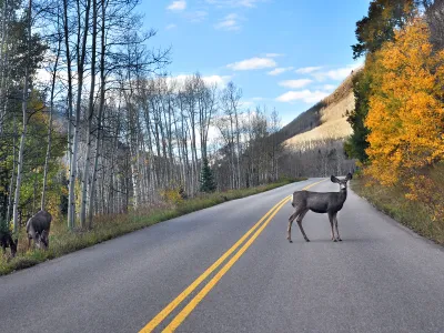 Mule Deer in Road