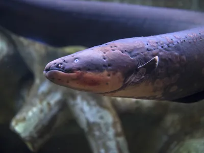 Electric eels can discharge up to 860 volts of electricity.