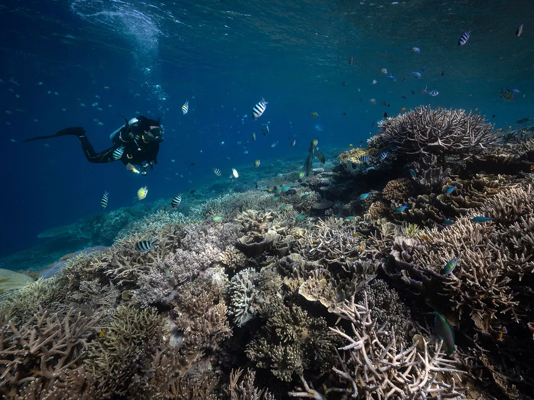 Diver and Bleached Coral