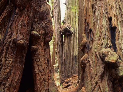 Burls are bark-covered growths that can protrude from a tree&rsquo;s trunk. They contain unsprouted bud tissue, and produce a wood that&rsquo;s valued for its unique grain and smooth workability.