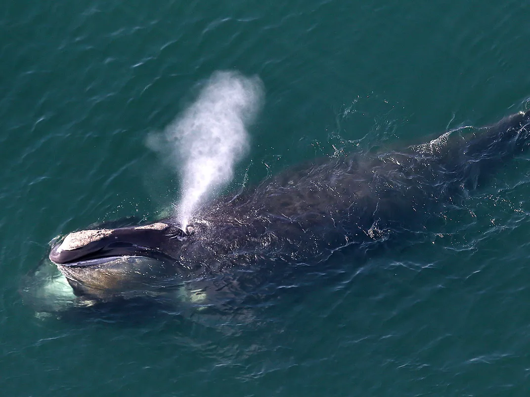 North Atlantic Right Whale