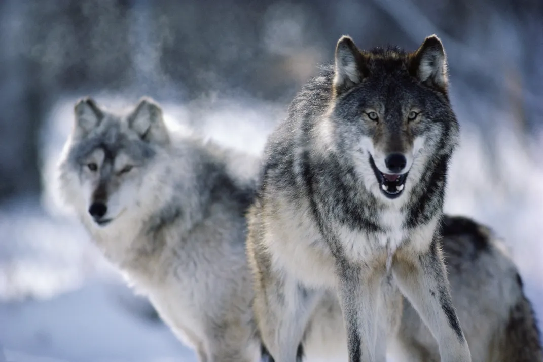 Gray wolves